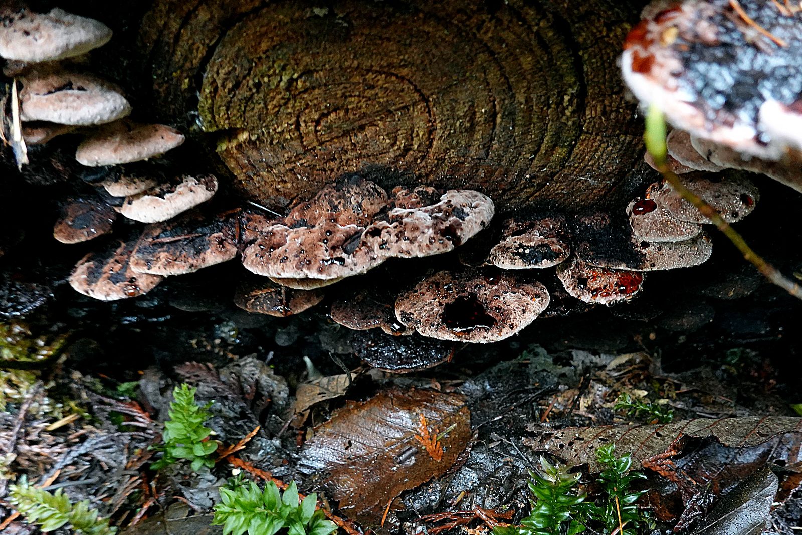 It looks like the mushrooms are sprinkled with chocolate sauce