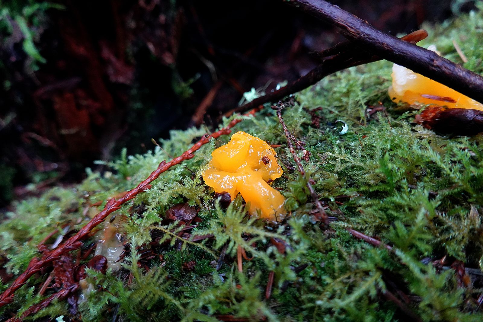Fungus -- Witches Jelly