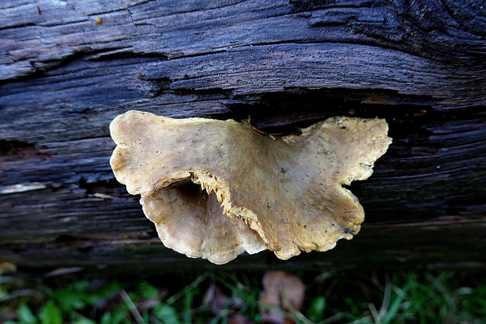 One of the few Bracket Fungi we spotted along the trail