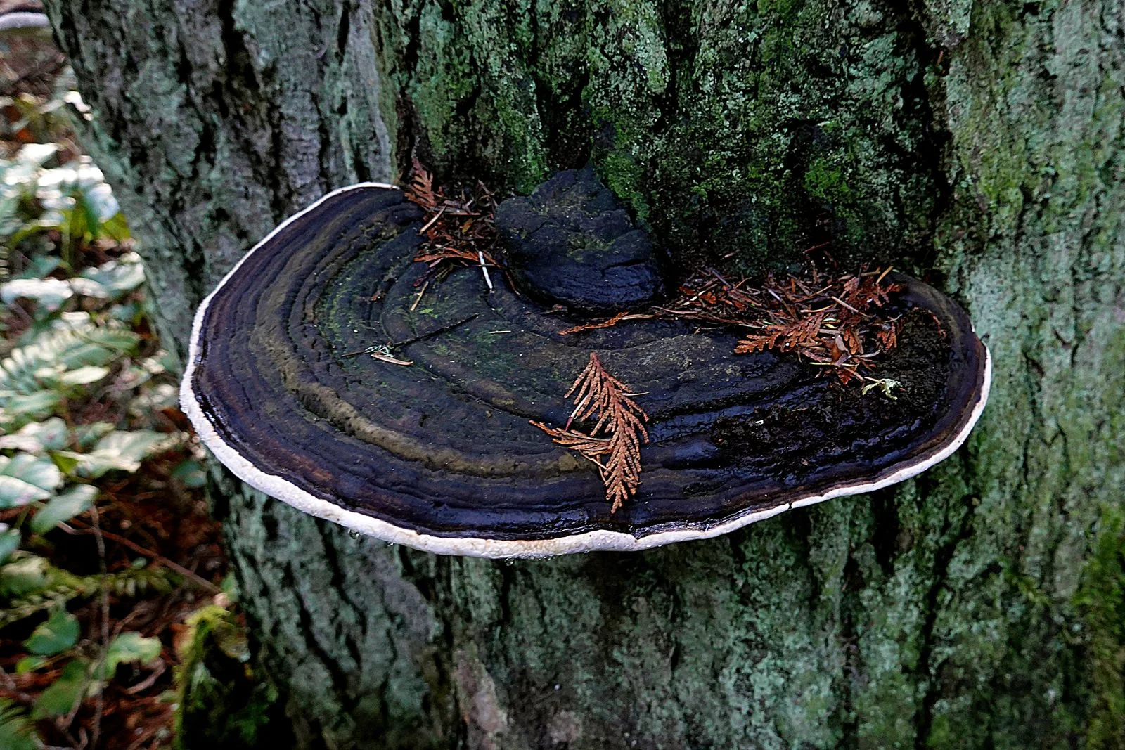 A nice example of Bracket Fungi