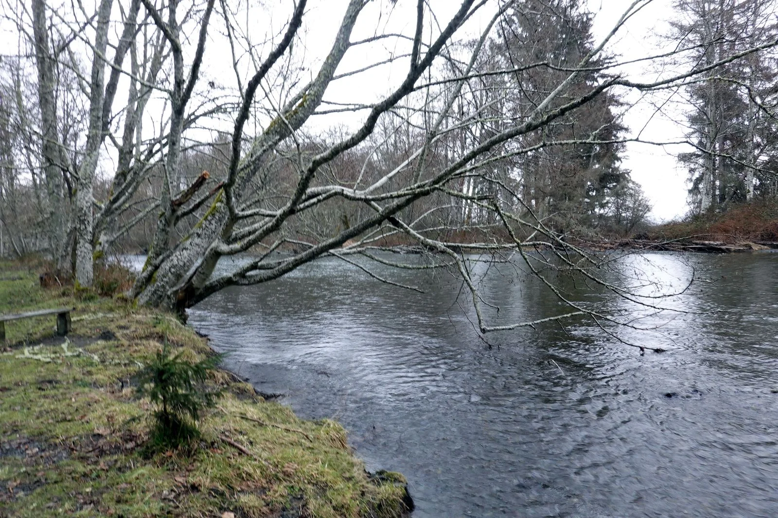 Dosewallips River provides vital Salmon habitat