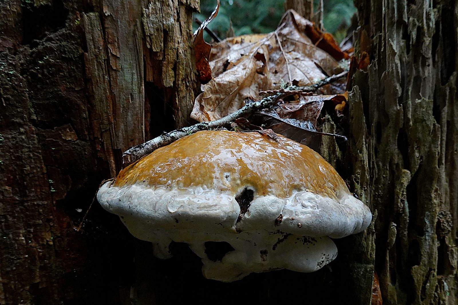 Bracket fungi – I like the water droplet