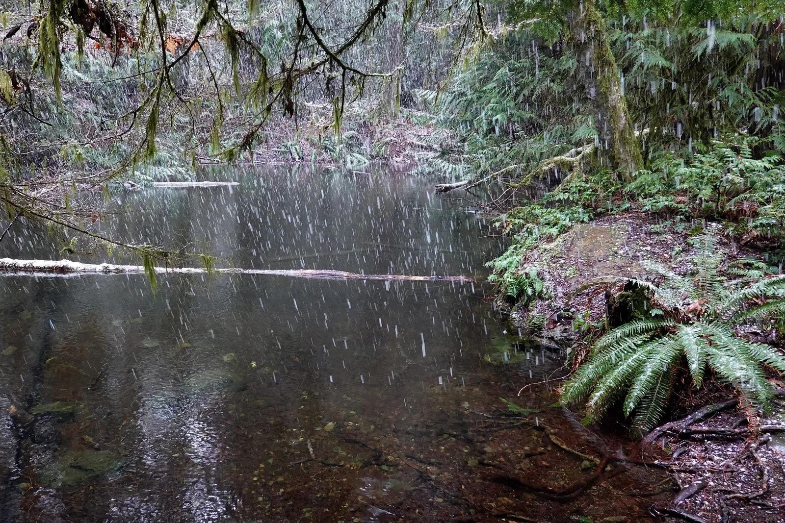 The snow melts when it hits the water