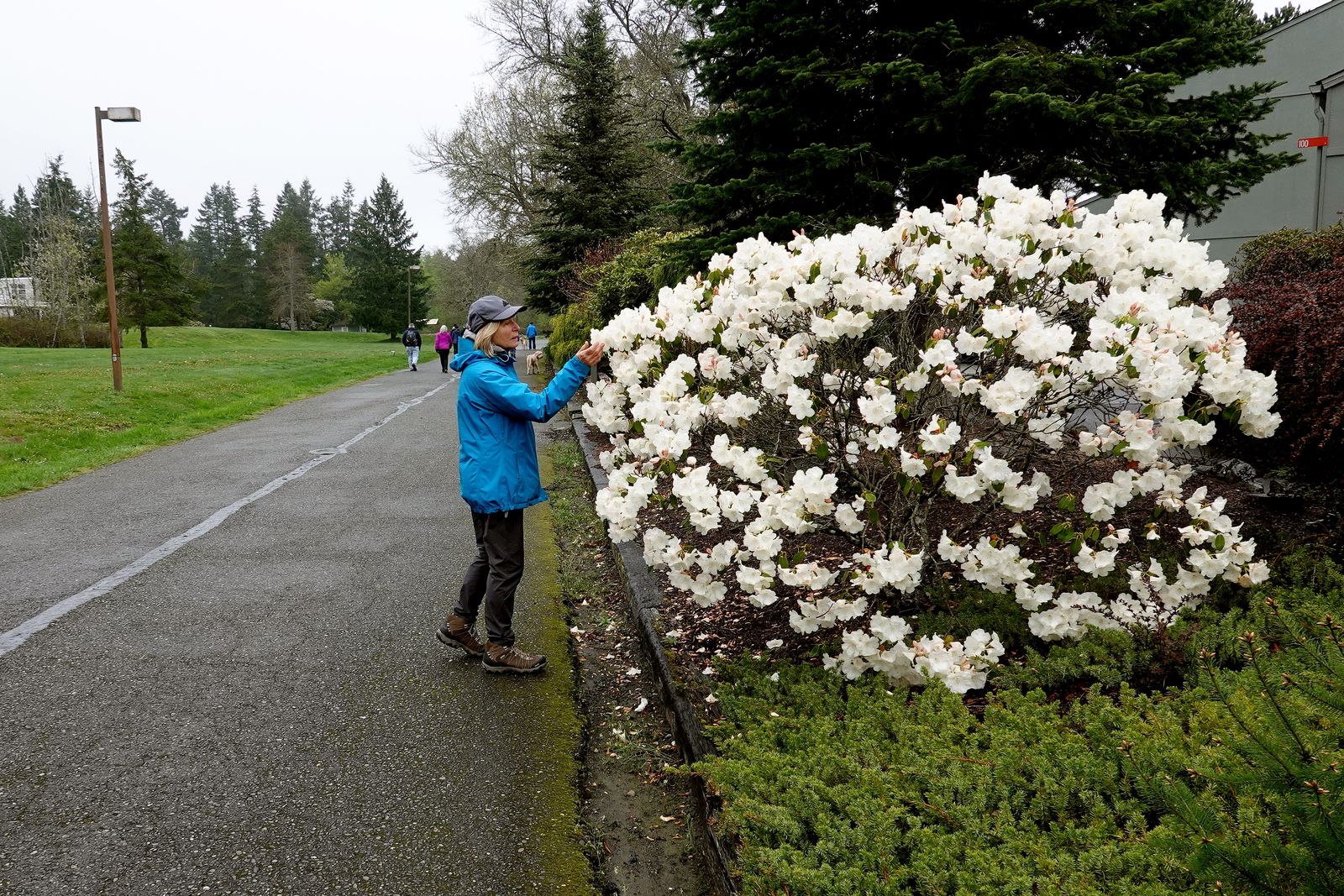 The Rhodies are out in bloom