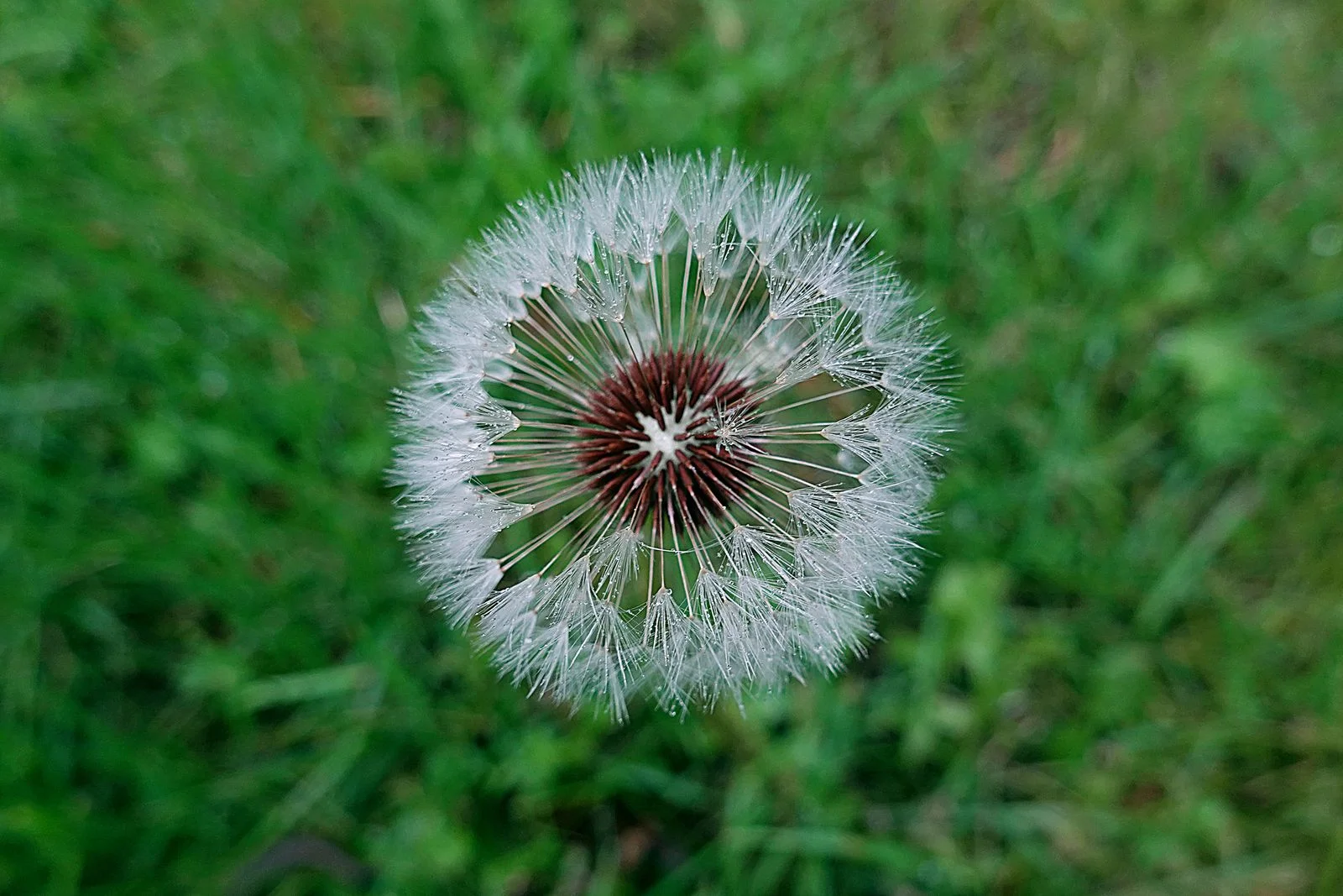 I know this is a weed but I like the symmetry