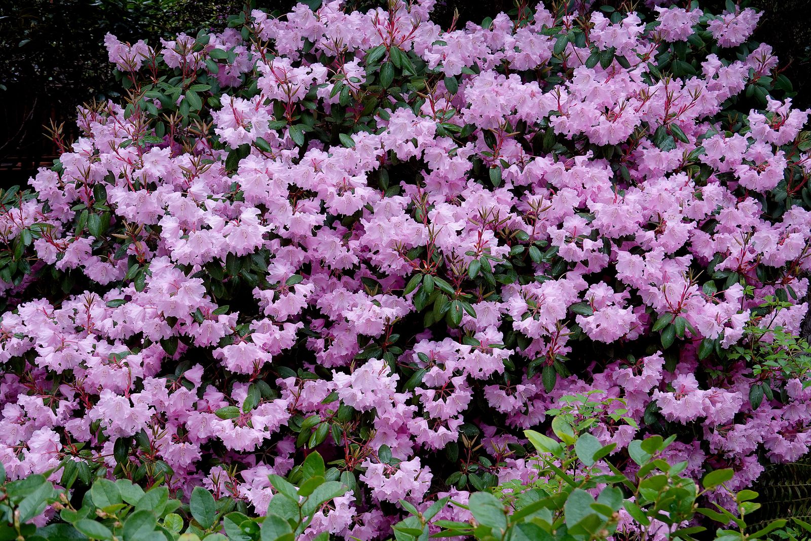 One of the many Rhodies along the way