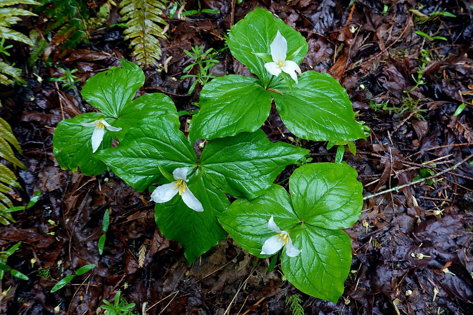  Trillium looking good along the trail 