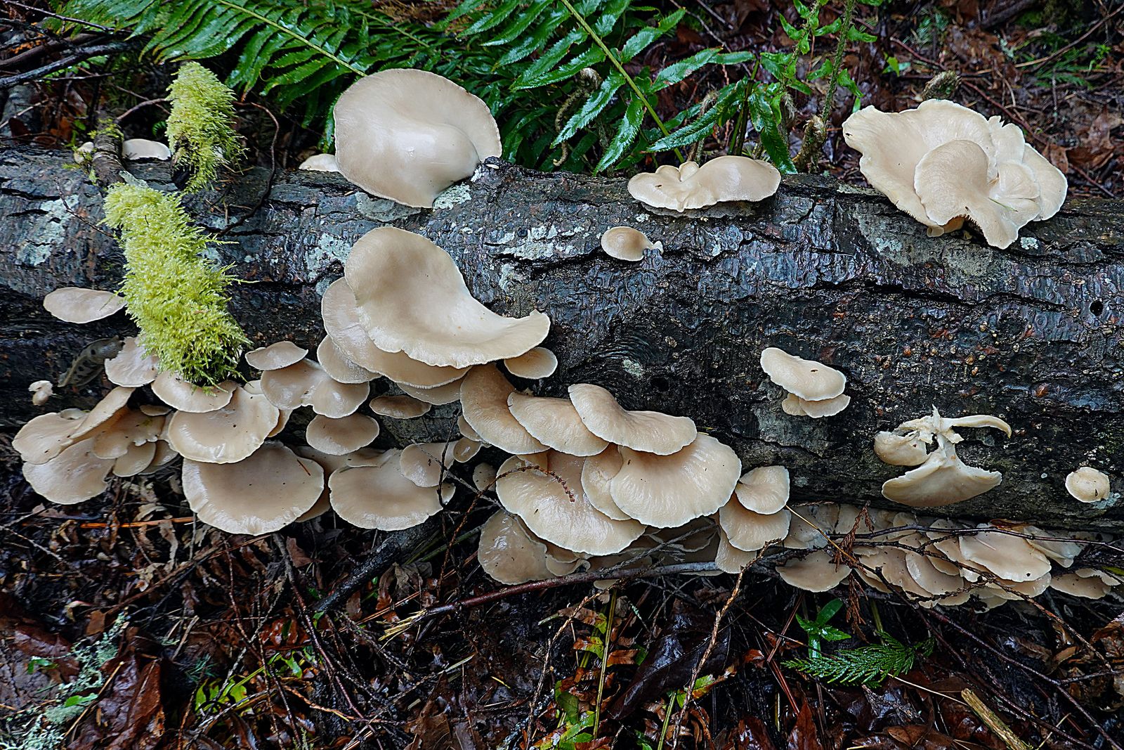 A beautiful clump of bracken mushrooms