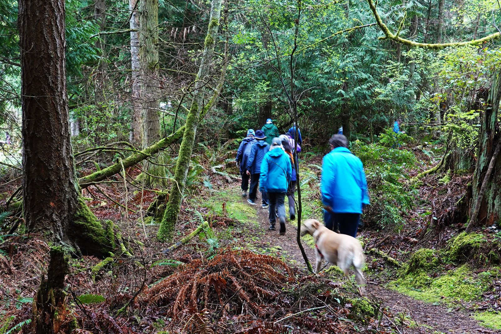 Up the Rainier Trail we go