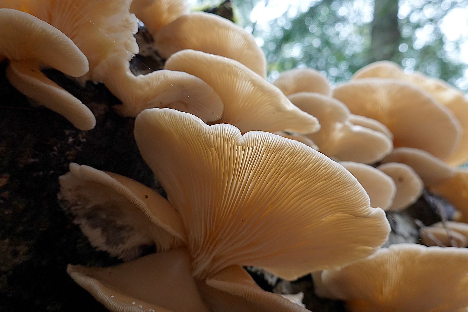  The underside of the bracken mushrooms 