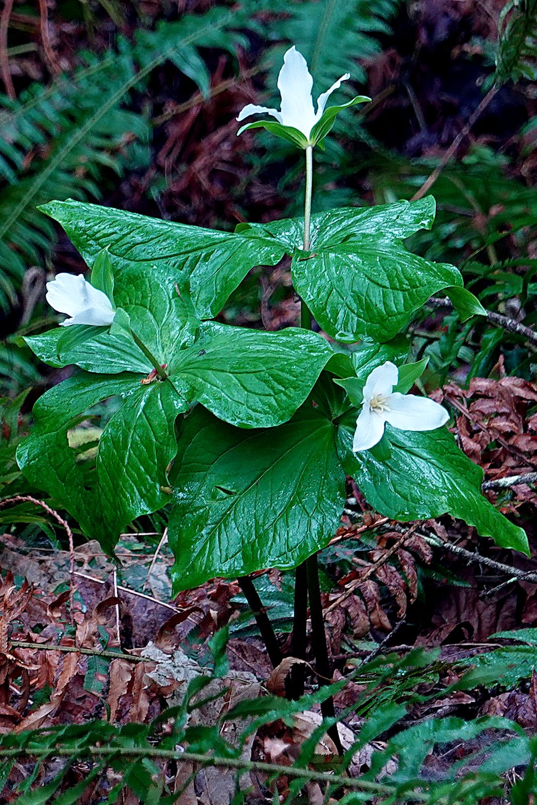  A nice clump of Trillium  