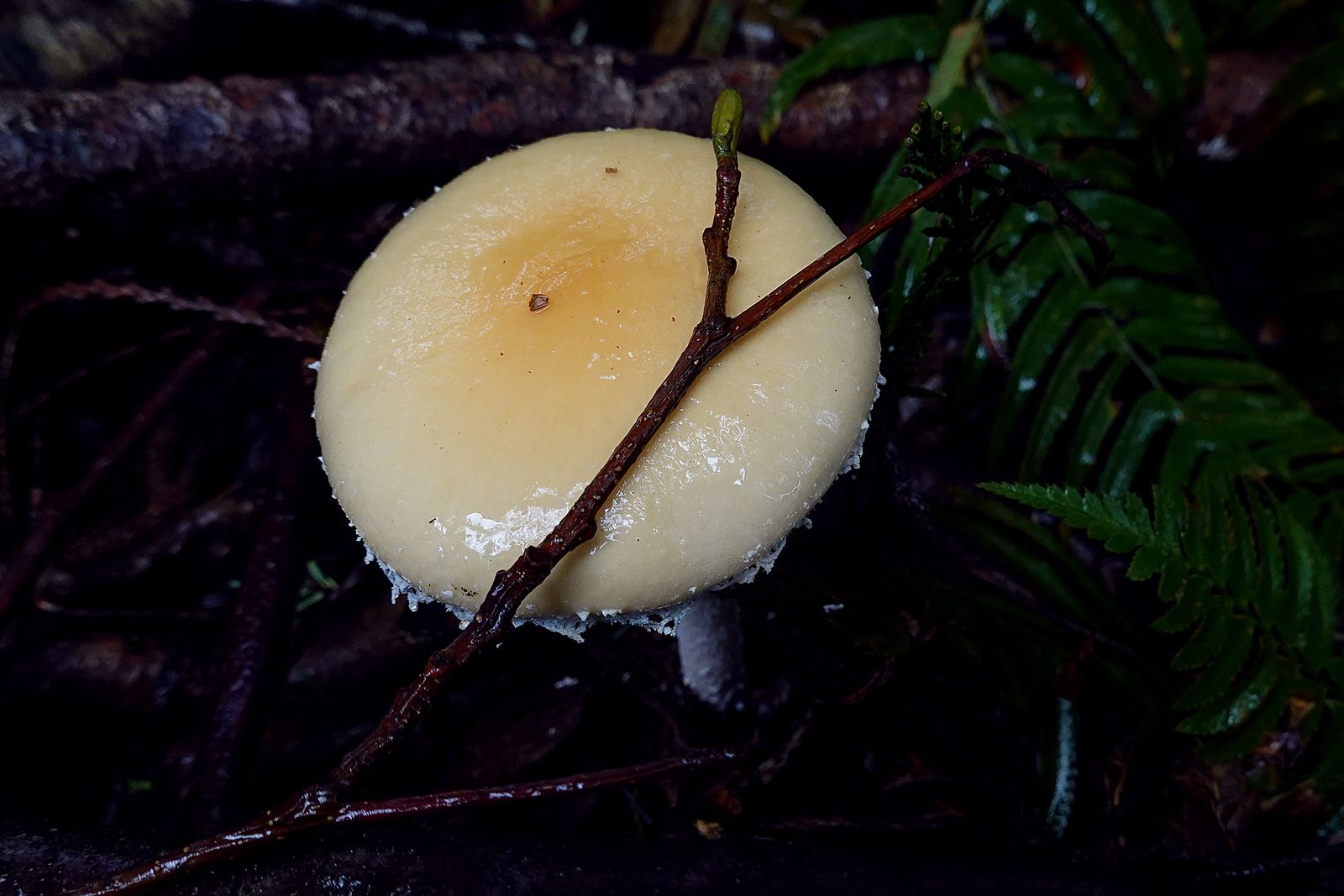  A beautiful mushroom hidden in the ferns 