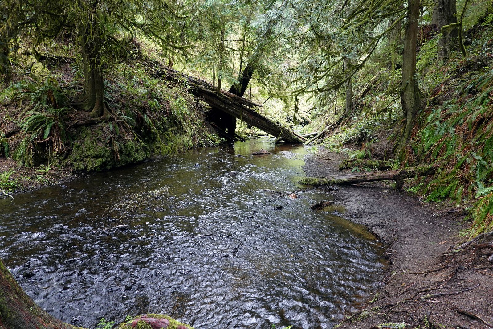  A salmon spawning area below Ludlow Falls 