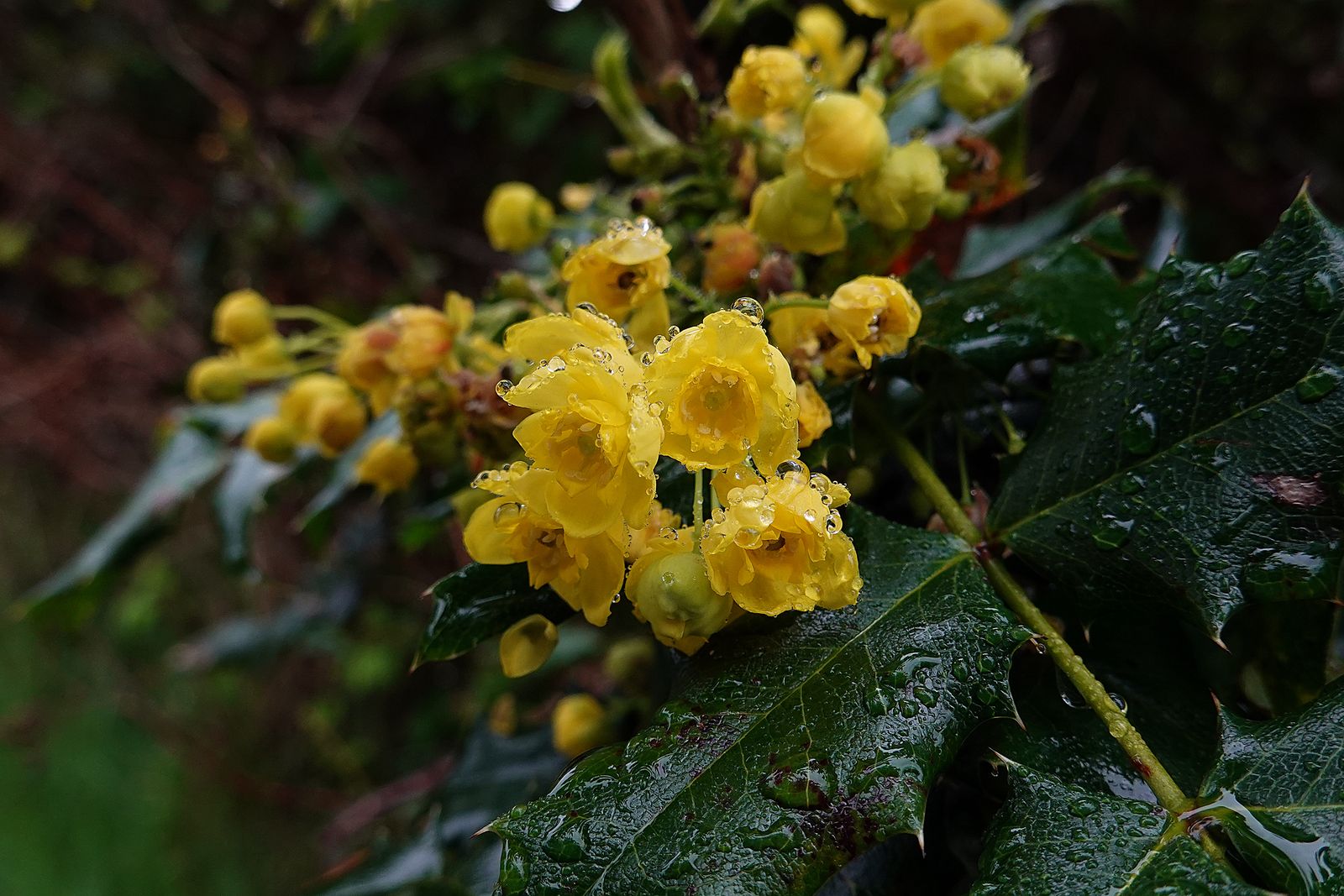  Another clump of Oregon grape 