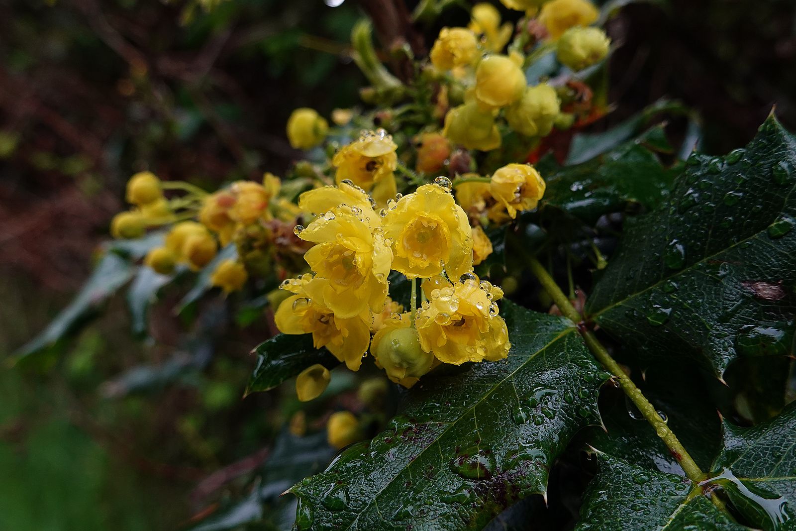Another clump of Oregon grape