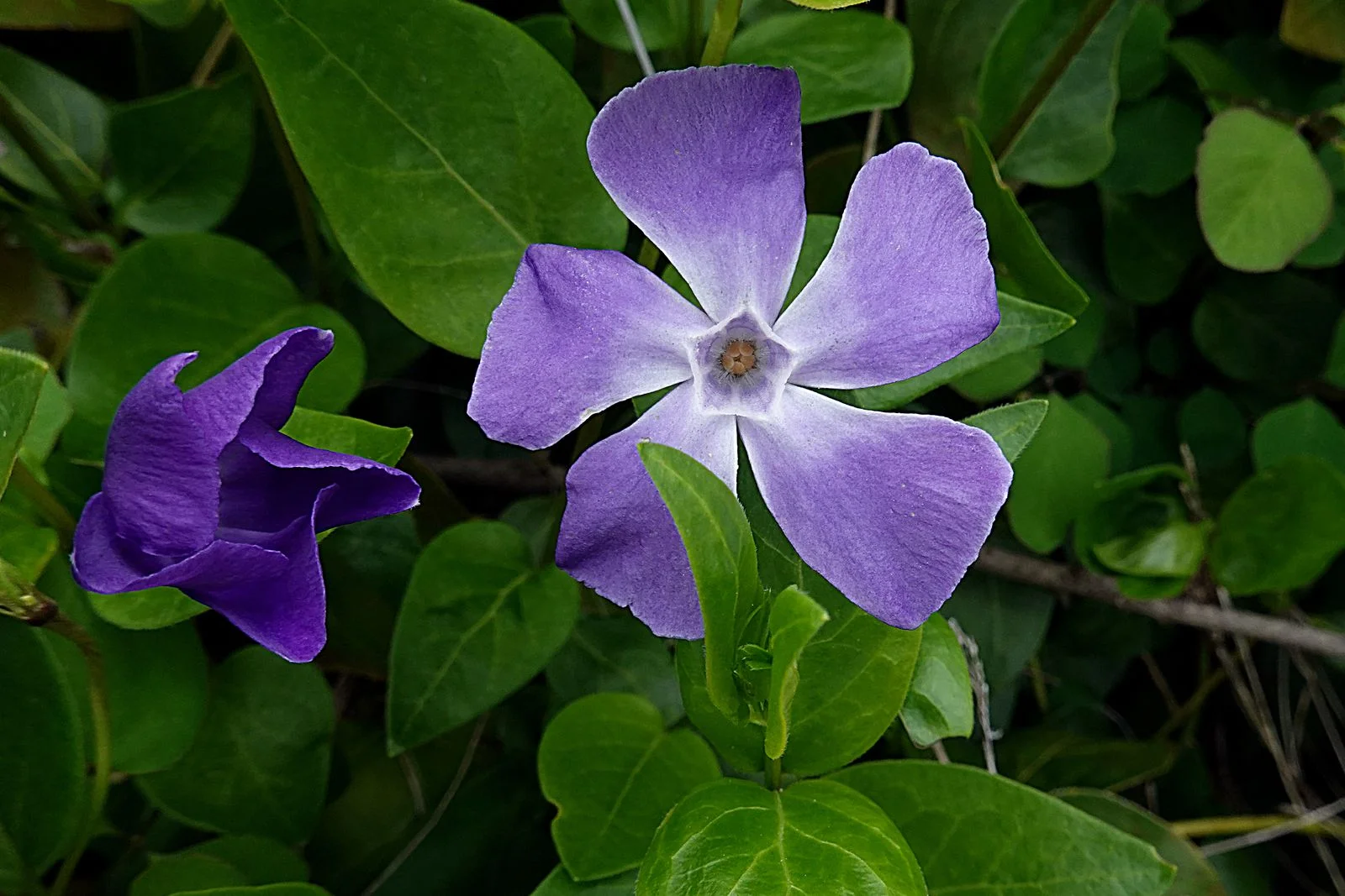 Some of the pretty flowers we saw along the way