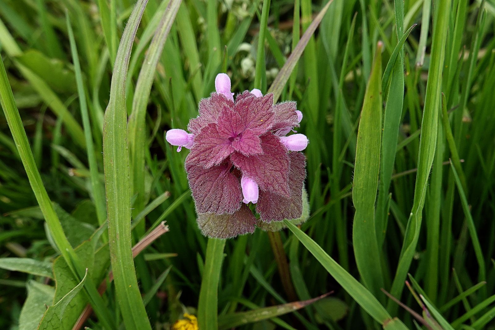 A pretty little flower hiding in the grass