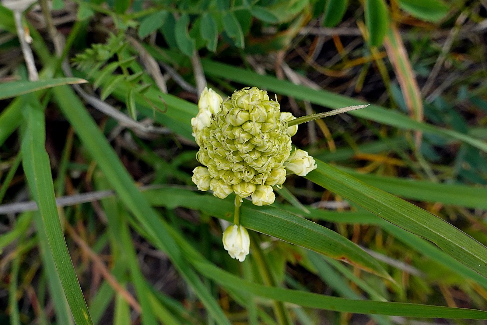 More pretty flowers starting to bloom