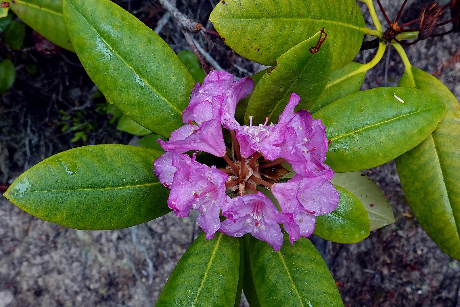 The only Rhodie already blooming