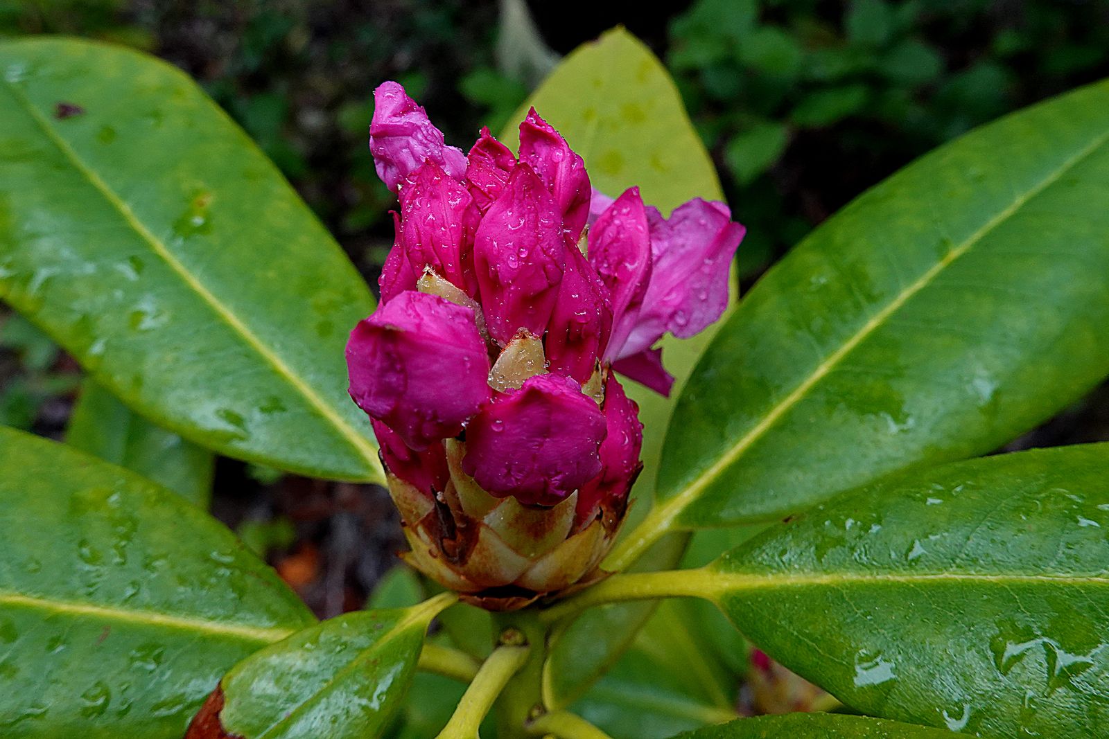  Another Rhodie just starting to bloom 