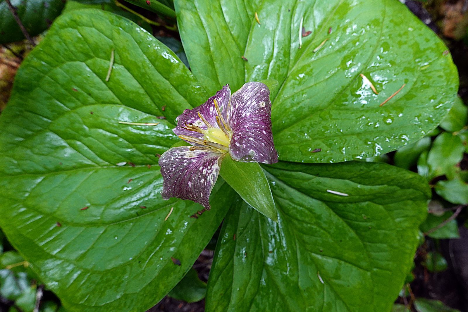 A very colorful Trillium flower