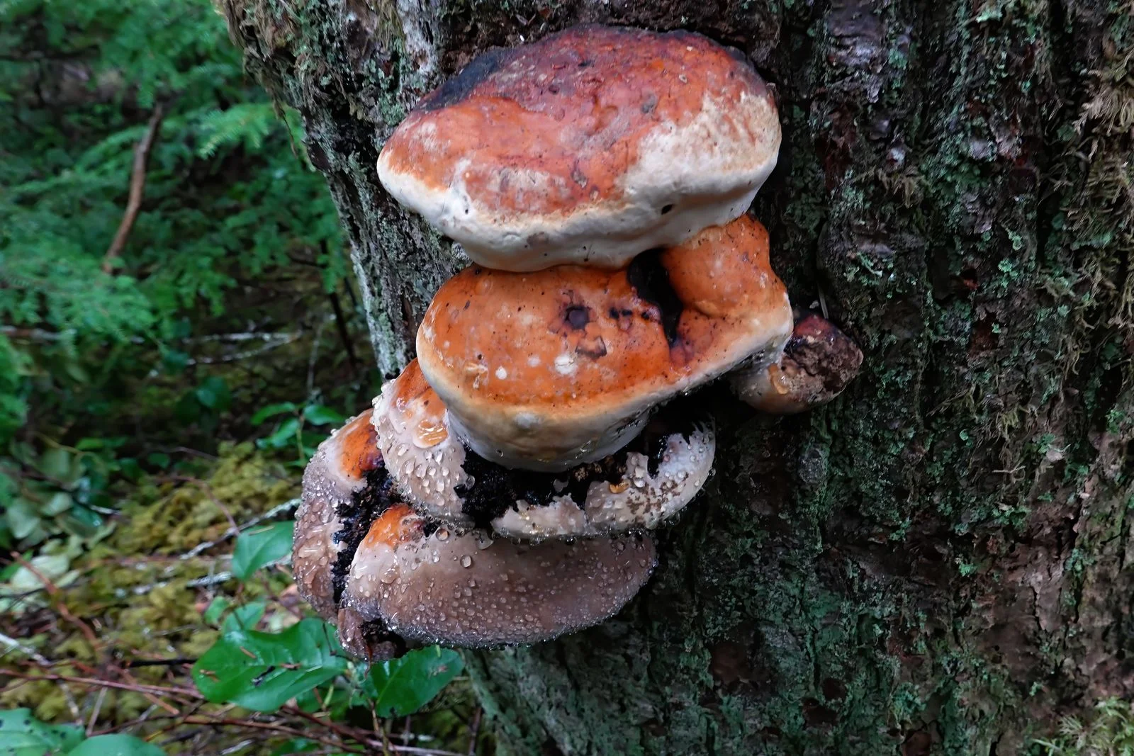 Another example of the colorful fungi in the woods
