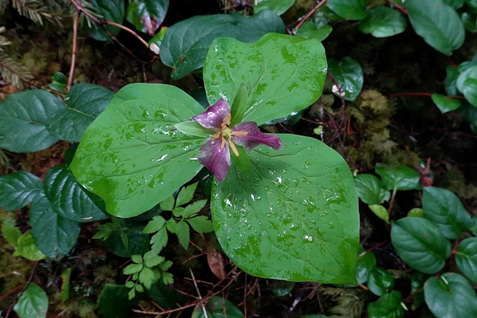 Another pretty Trillium flower