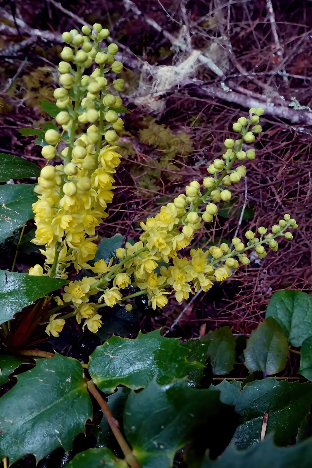  Oregon grape flowers – very colorful 