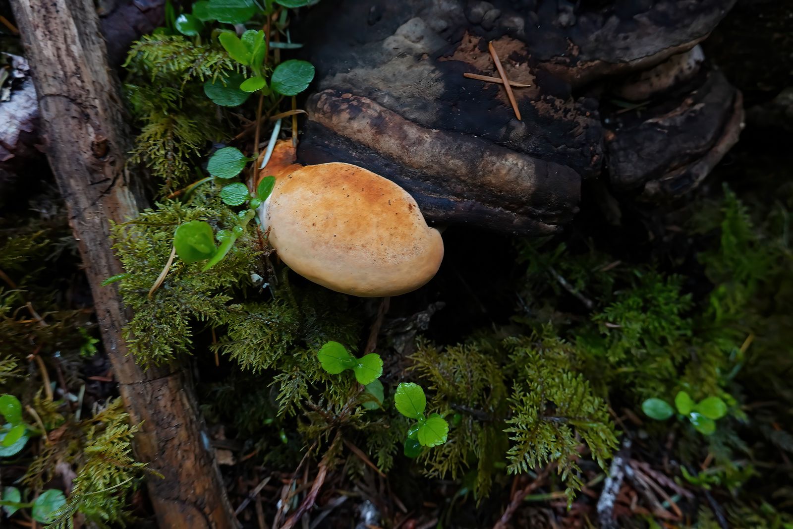  A little colored fungi in the dark woods 