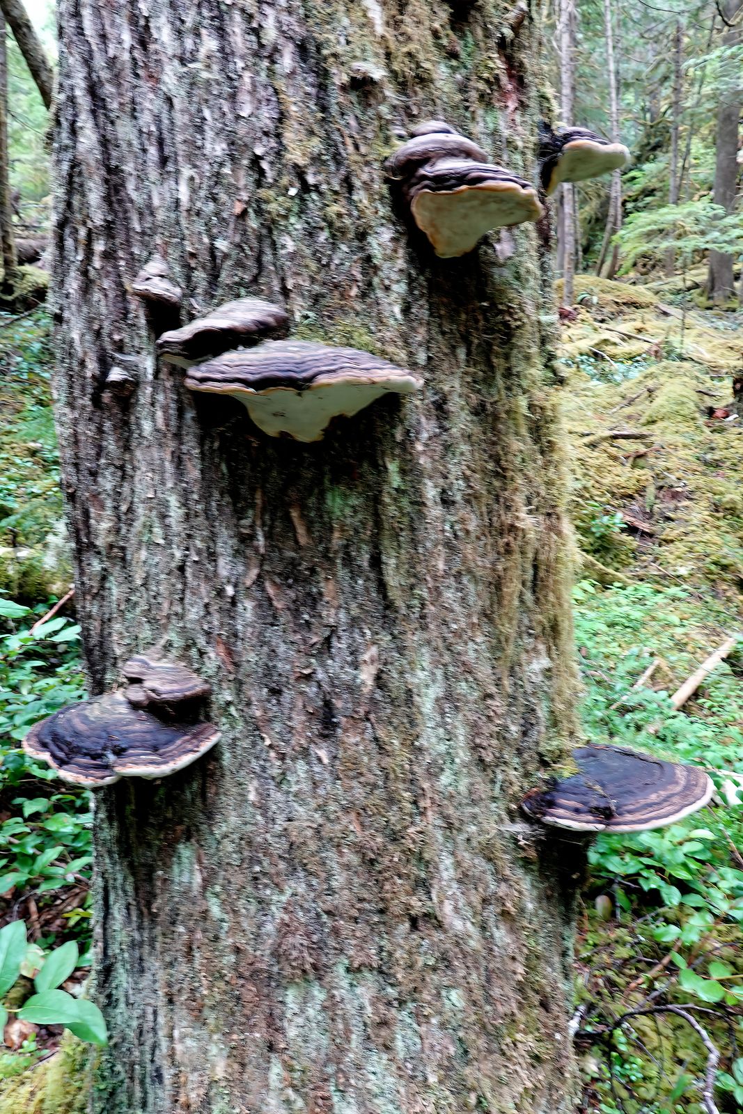  The bracket fungus sometimes grow in clumps  