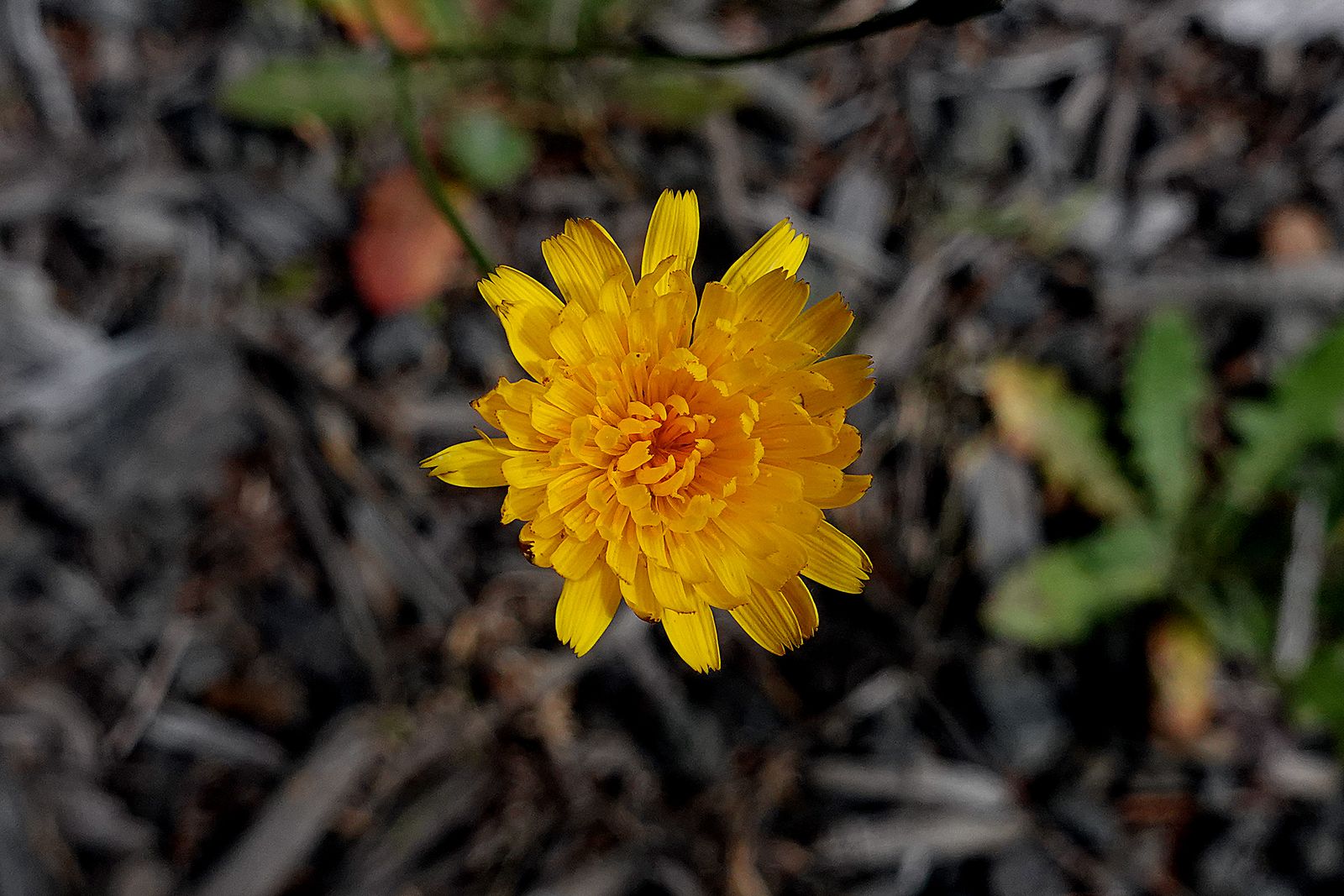 One of the pretty flowers along the trail