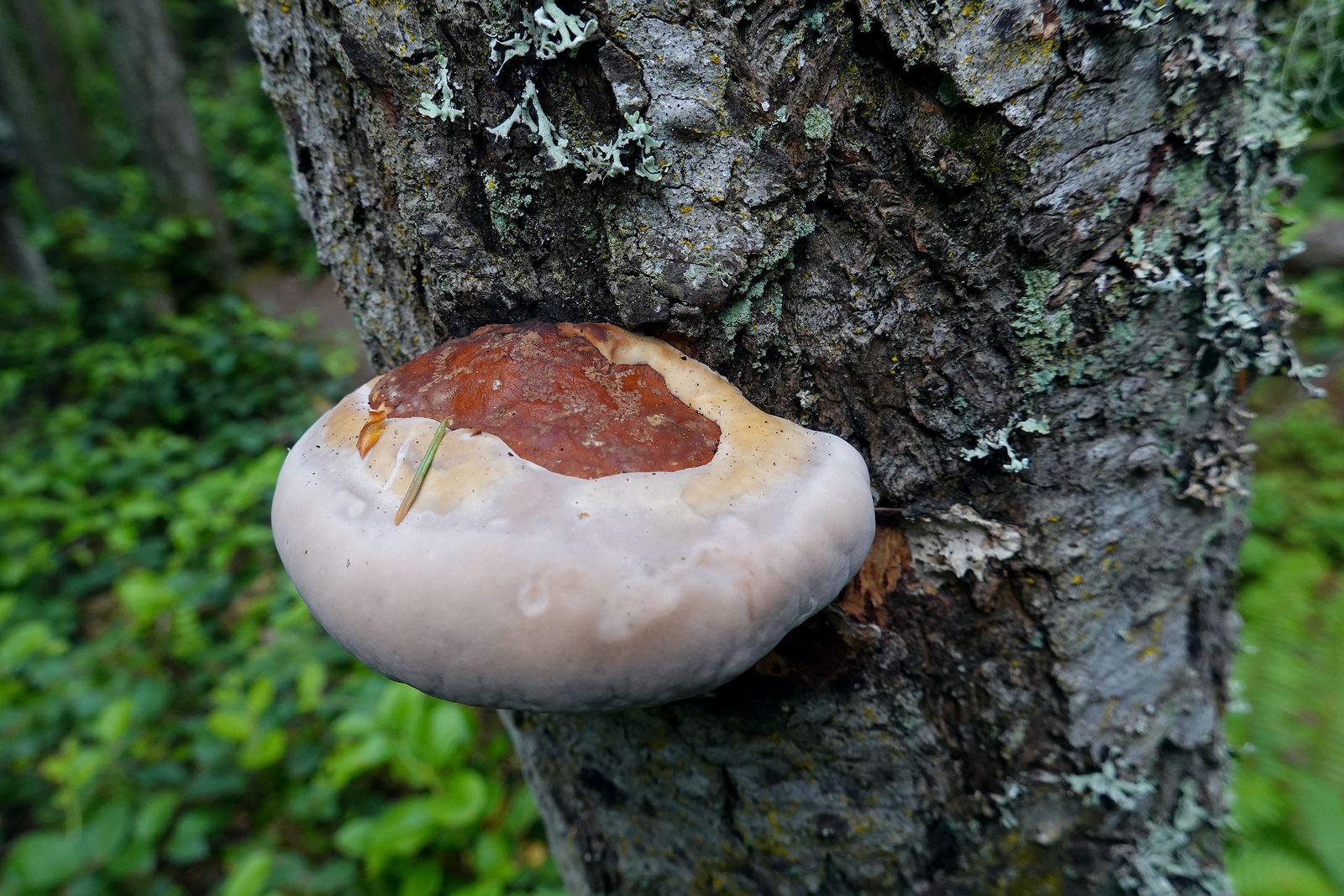 I like the different shapes and colors of the bracket fungi