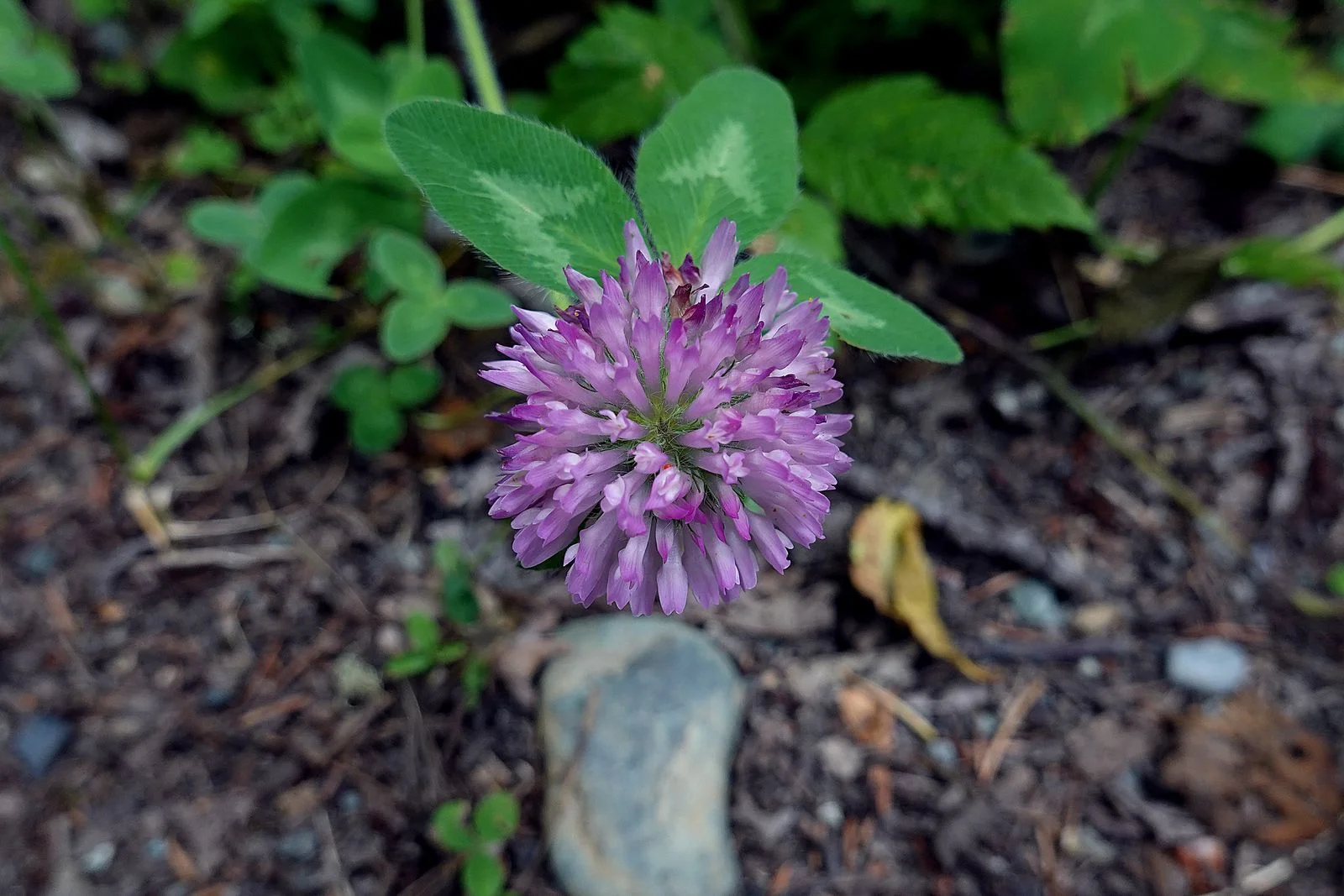 I think this is a Blue gilia – maybe? It’s pretty anyway