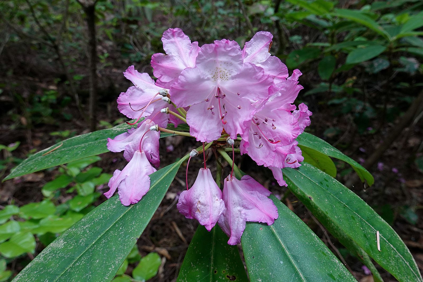 Another of the few Rhodies still blooming