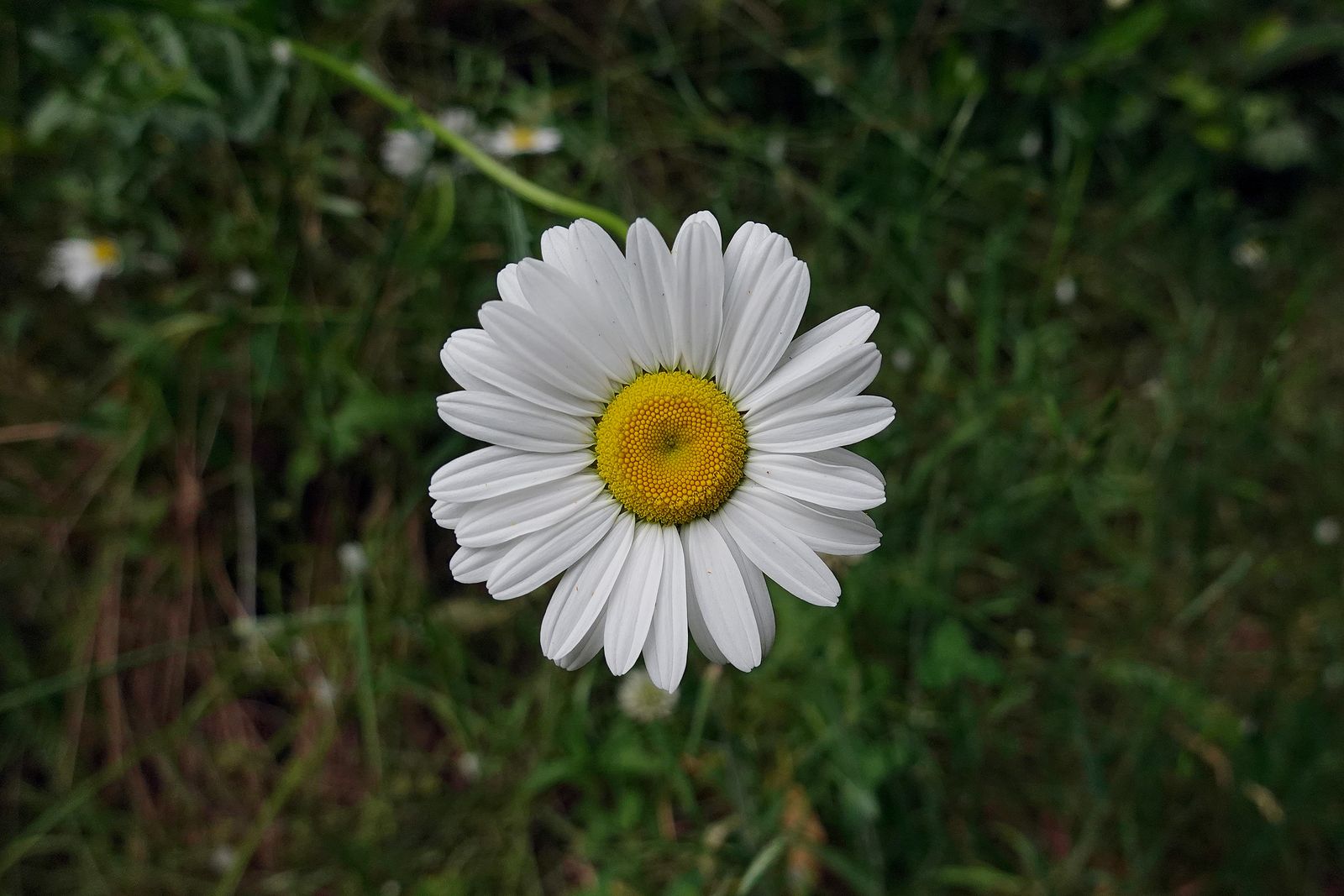 Oxeye daisy