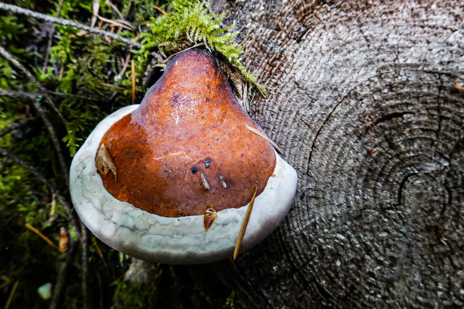 Our last little Bracket fungi – I like the color