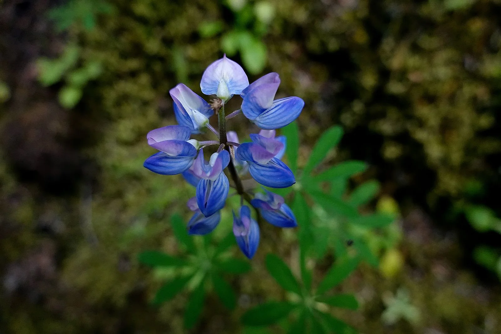 Lupine