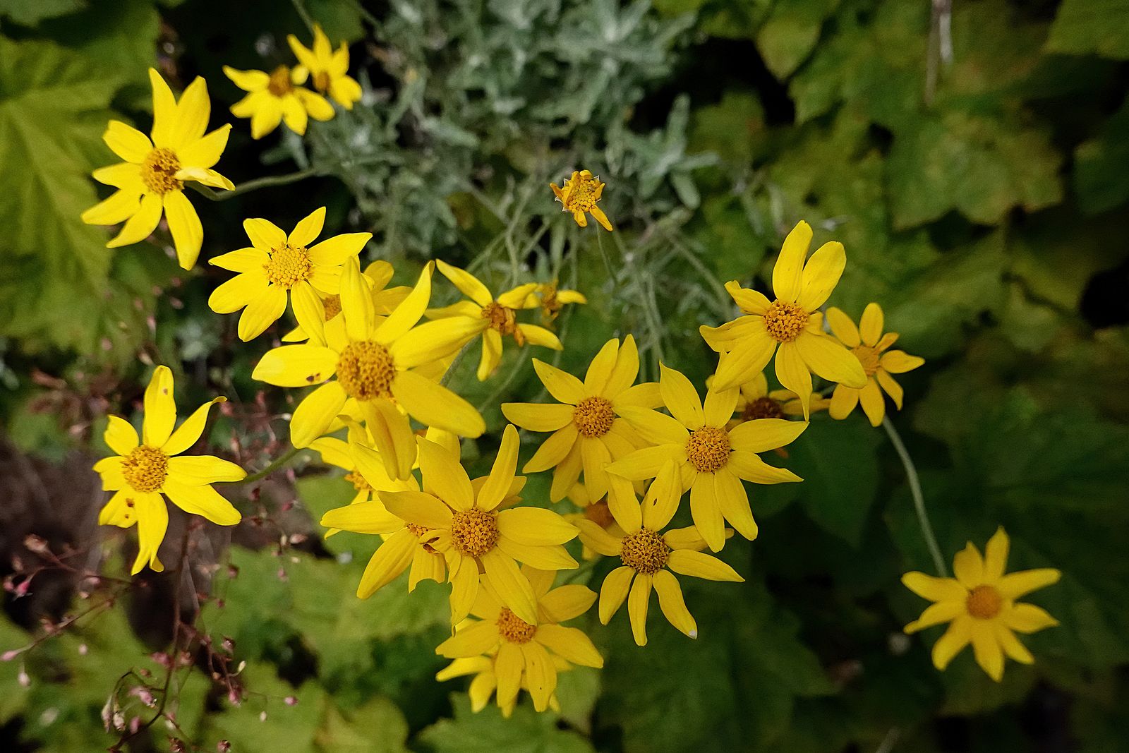 A type Sunflower