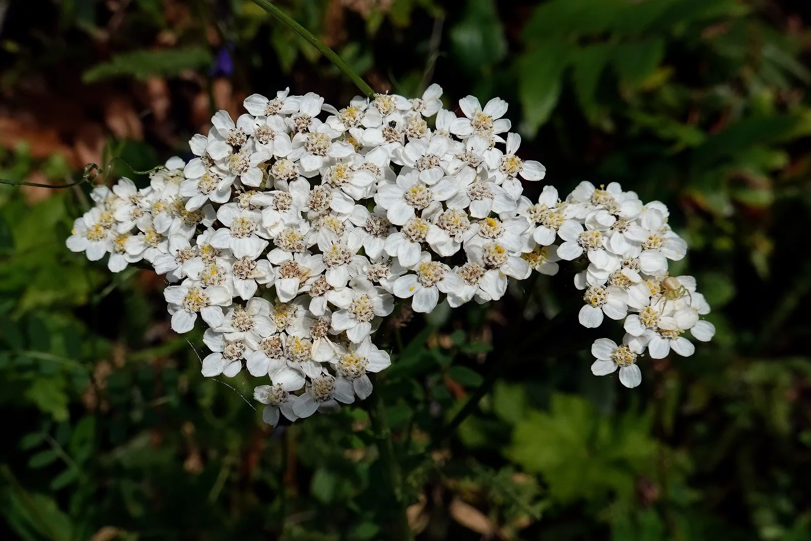 A type of Yarrow