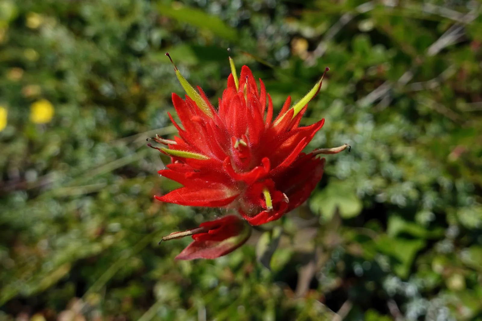 A type of Indian paintbrush