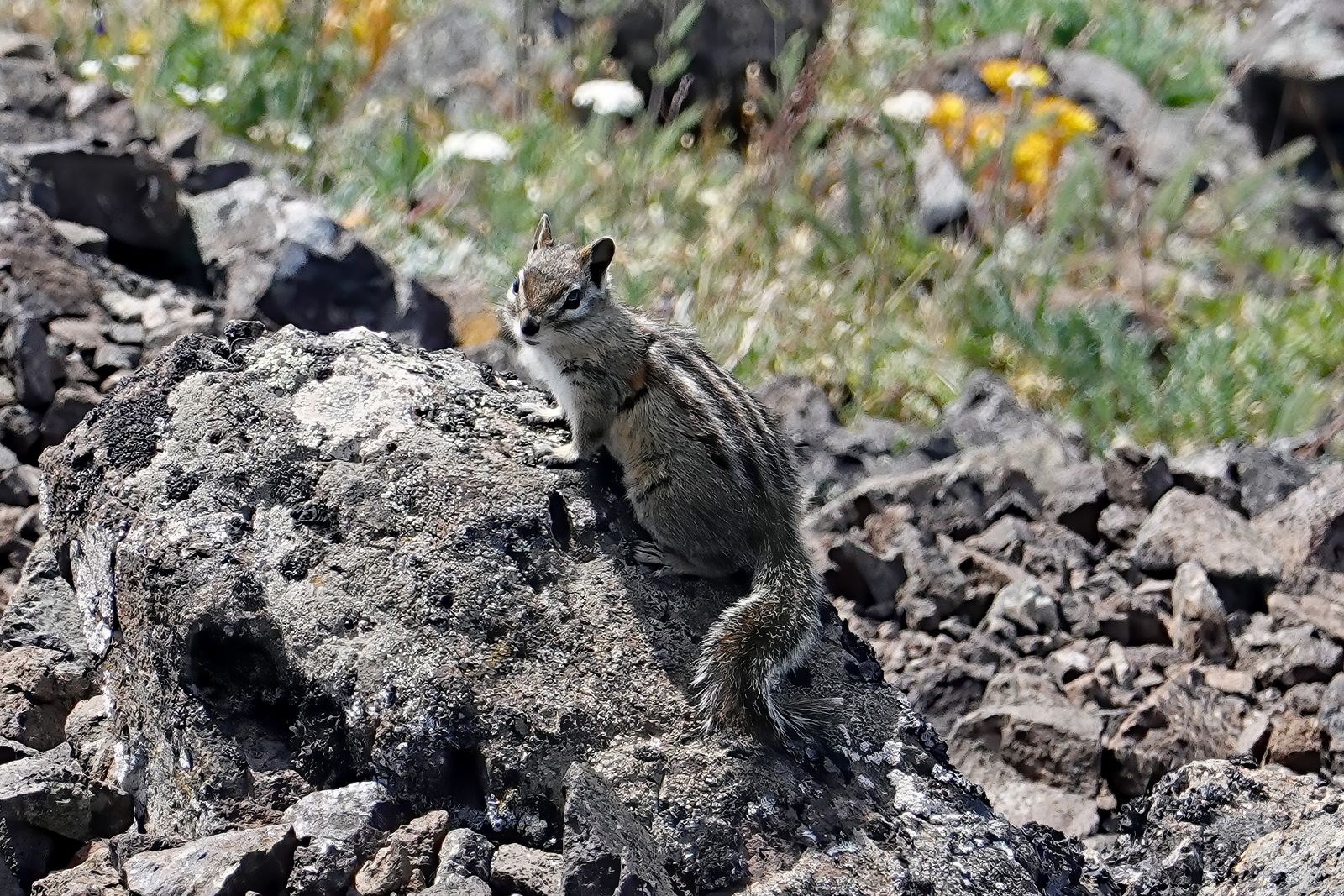 The only critter I saw on top of Mount Townsend