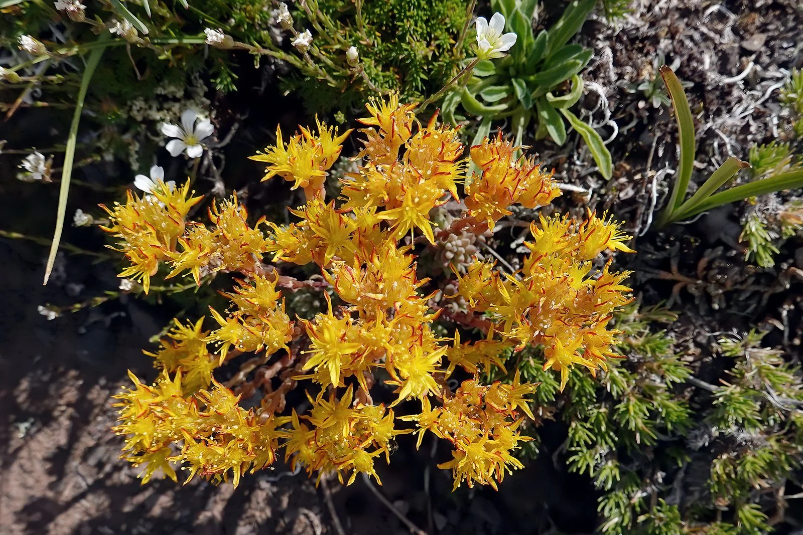 Pacific Stonecrop