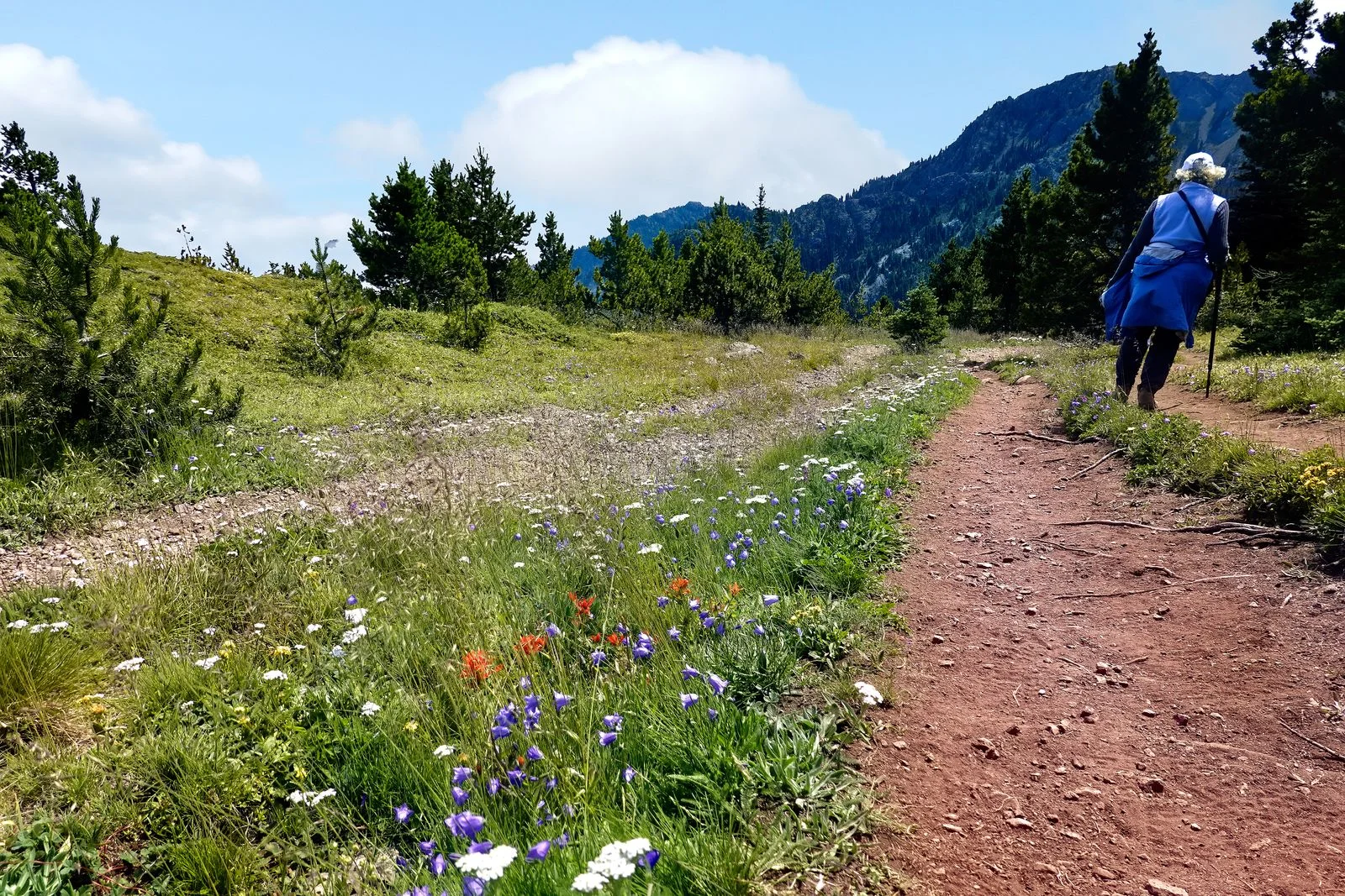 Note the flowers all along the trail