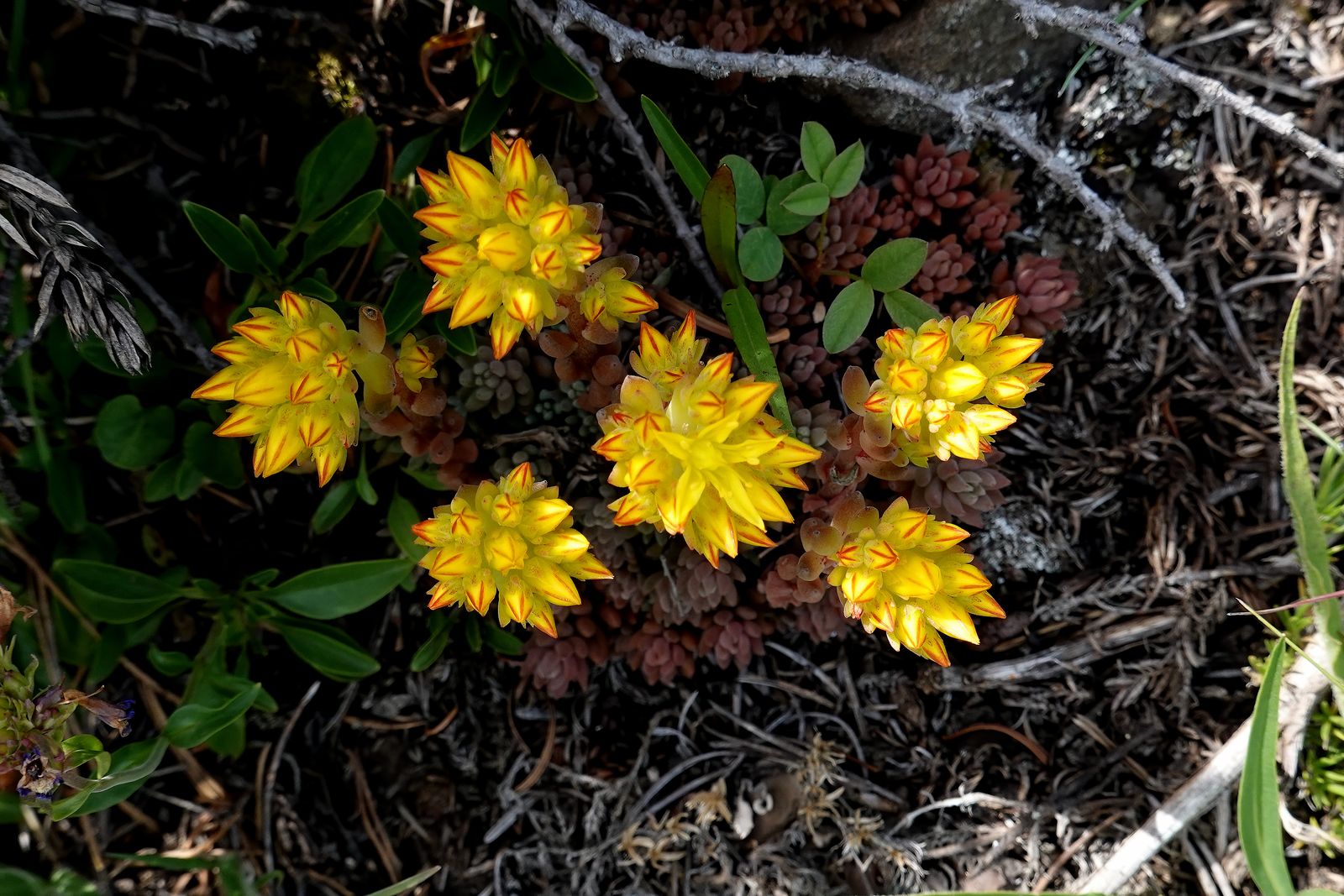 Another Pacific Stonecrop before the flowers open