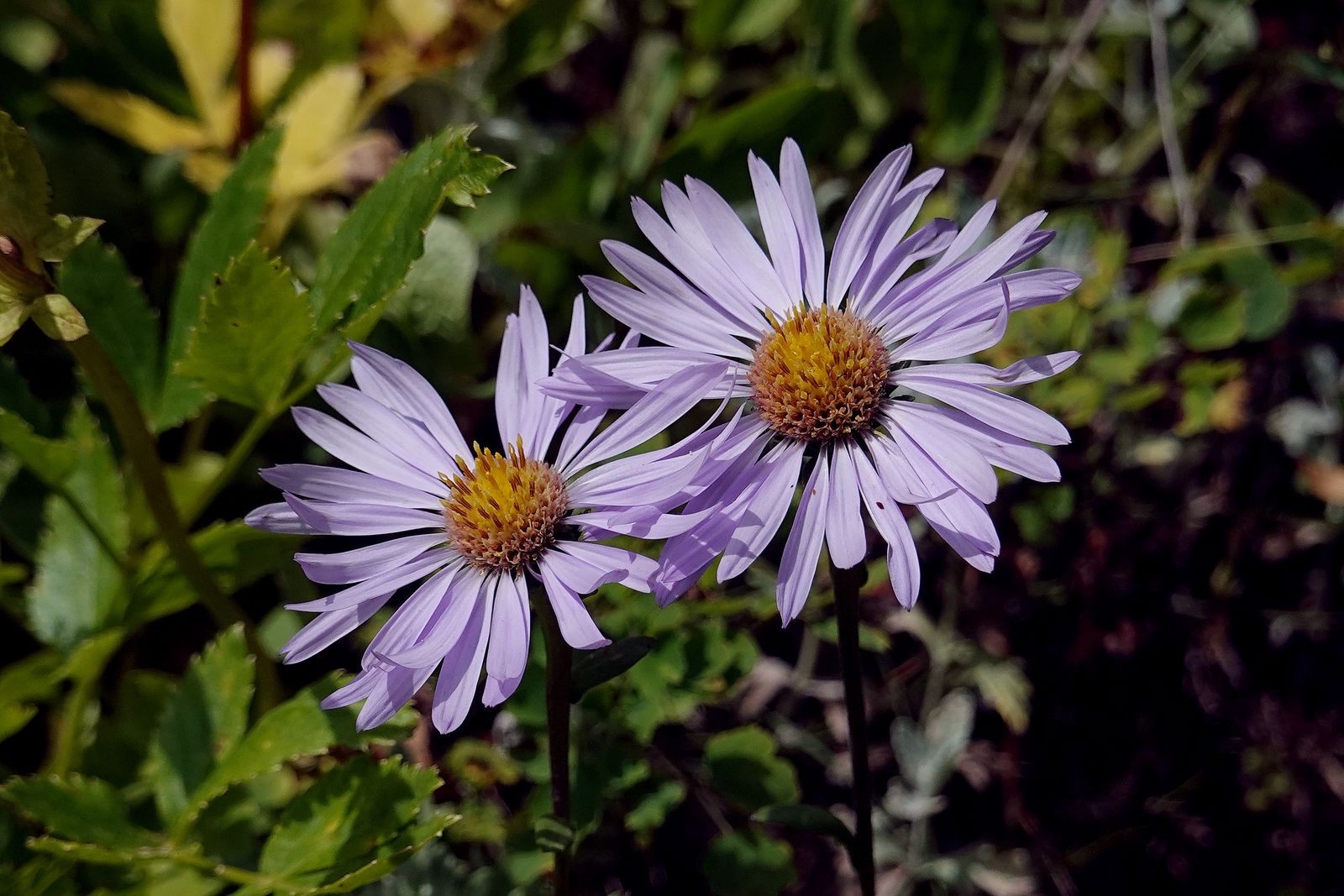 Type of Aster
