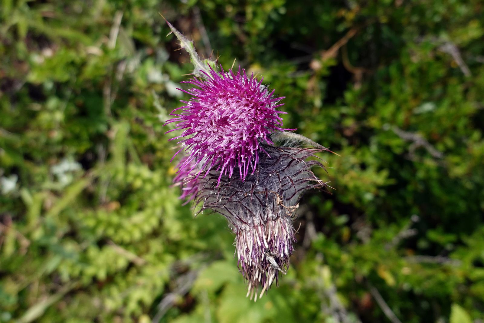 Thistle