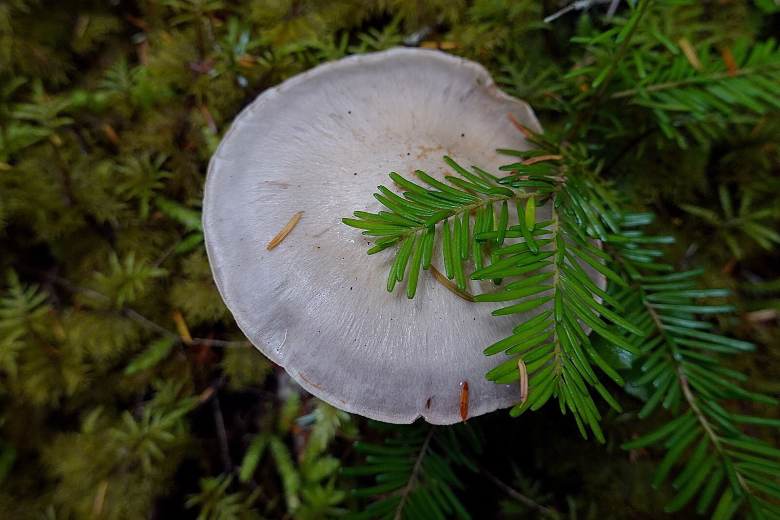 One of many mushrooms along the trail