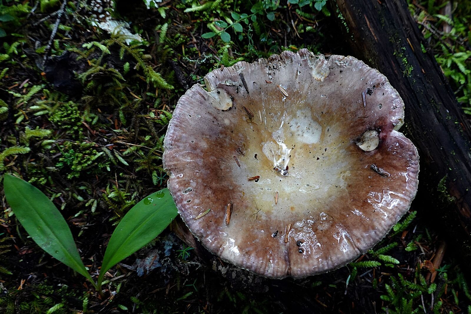 The next few photos are some of the mushrooms seen on the trail