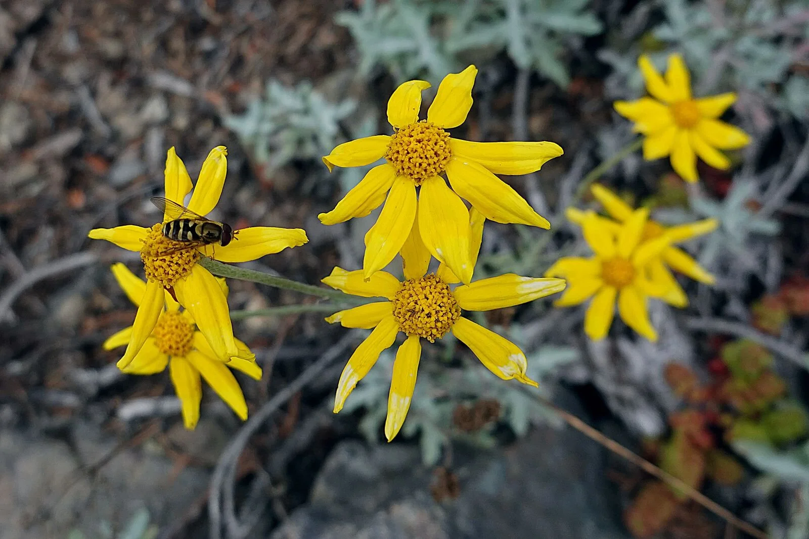 Flowers with a friend
