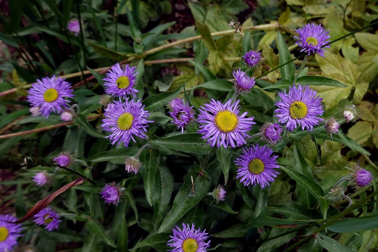 More Asters